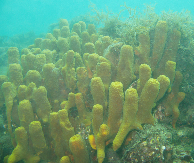 Aplysina sp. dal Golfo di Trieste