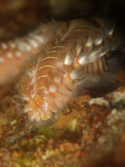 Hermodice carunculata