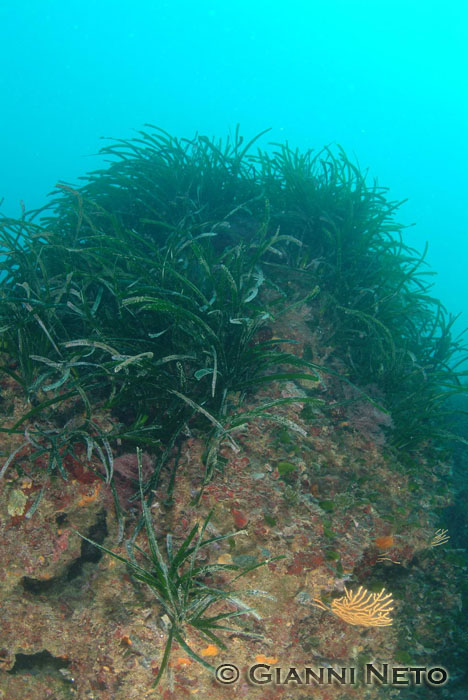 Rizomi di Posidonia oceanica