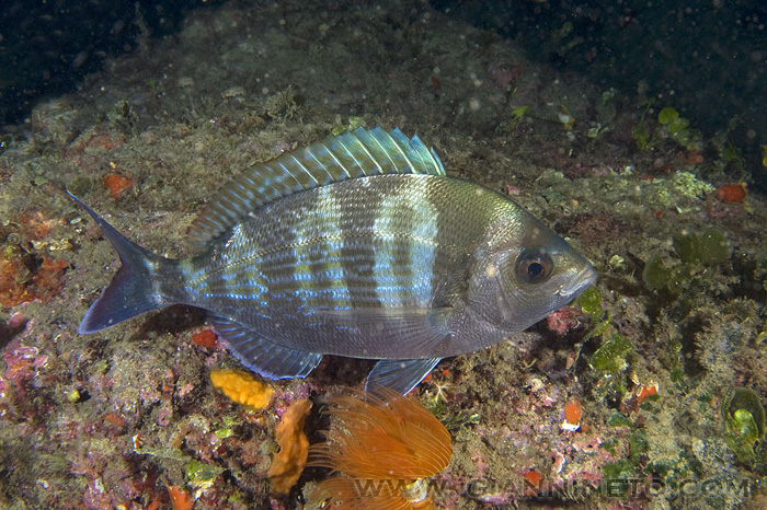 Spondyliosoma cantharus