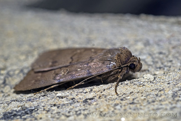 Apopestes spectrum (Noctuidae)  e Hypena obsitalis (Erebidae)