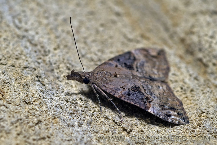 Apopestes spectrum (Noctuidae)  e Hypena obsitalis (Erebidae)