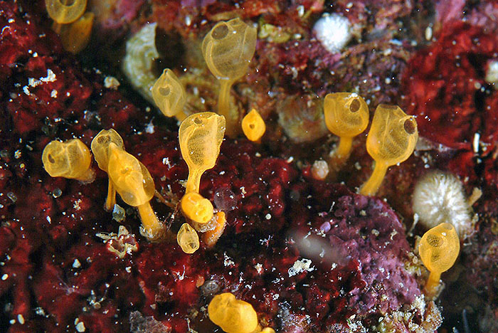 Clavelina nana