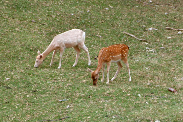 Daino: colorazione del mantello e altro...