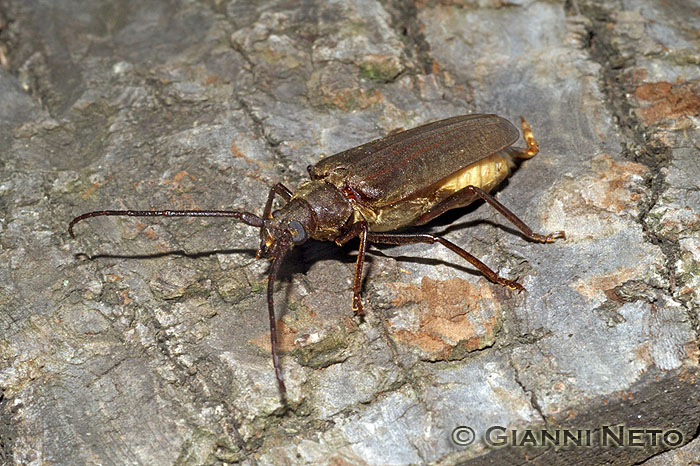 Cerambycidae:  Aegosoma scabricorne, femmina