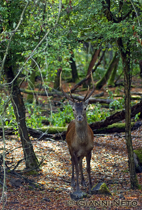 PASSIONE PER IL CERVO