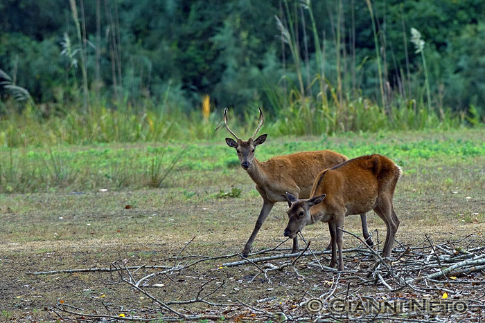 PASSIONE PER IL CERVO