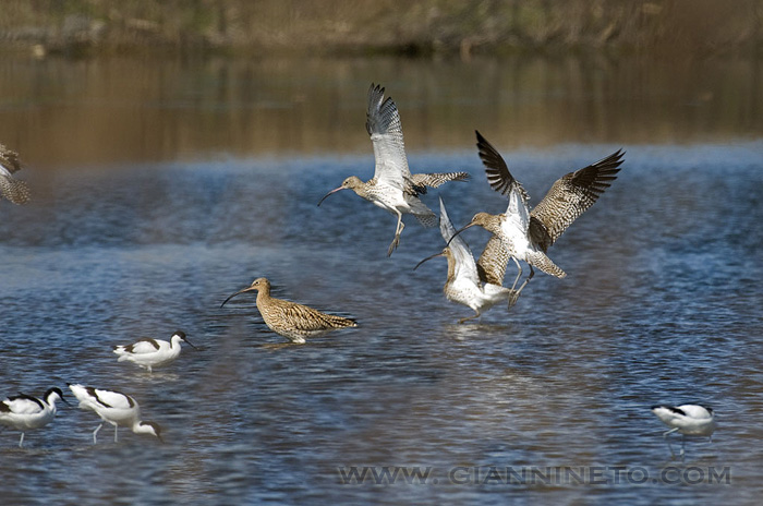 Chiurlo in volo