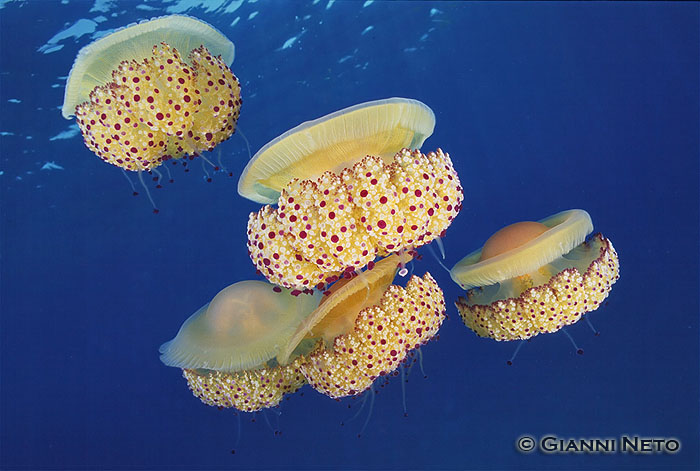 Cnidaria - Cotylorhiza tuberculata (Macri, 1778)