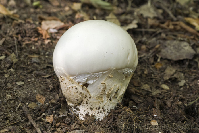 Fungo da determinare