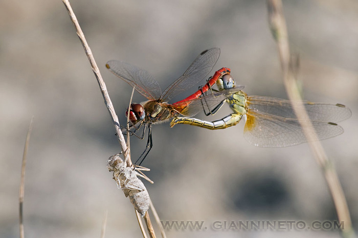Il ciclo della vita: Sympetrum fonscolombii
