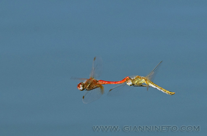 Il ciclo della vita: Sympetrum fonscolombii
