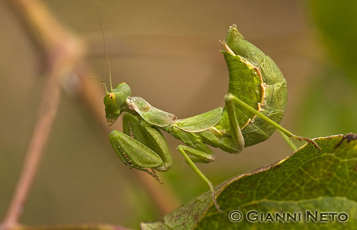 Ameles spallanzania