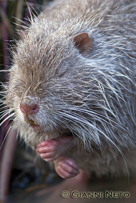 Nutria albina - Basiglio (MI)