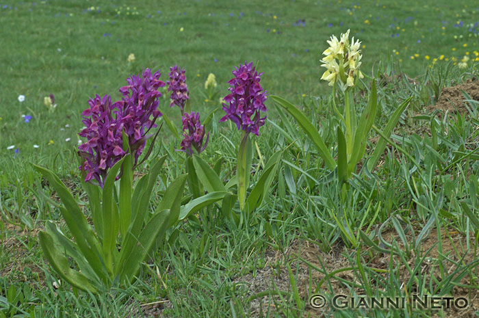 Himantoglossum hircinum, D. sambucina (Orchidee del Pollino)