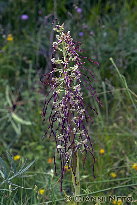 Himantoglossum hircinum, D. sambucina (Orchidee del Pollino)