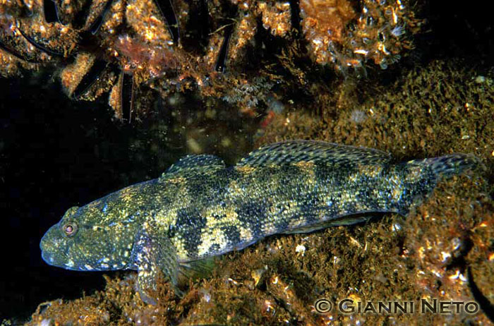 Gobius cobitis