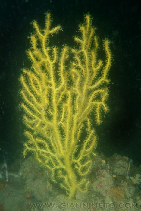 Leptogorgia sarmentosa