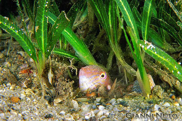 Xyrichtys novacula (Pesce Pettine)