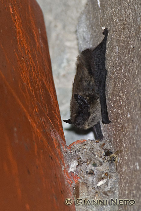 Pipistrello