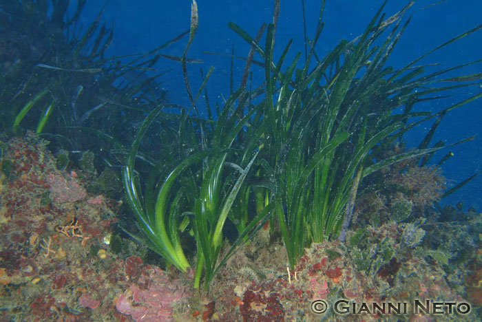 Rizomi di Posidonia oceanica