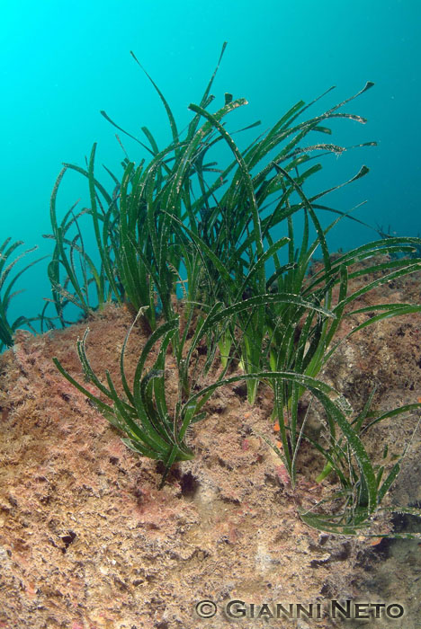 Rizomi di Posidonia oceanica