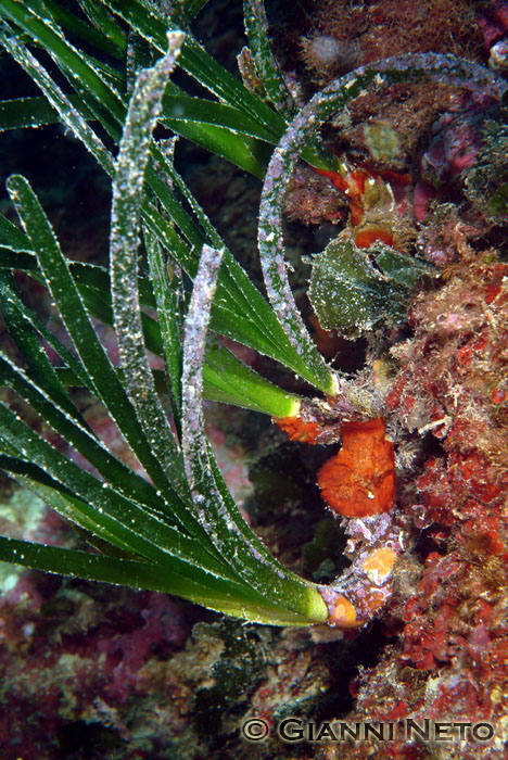 Rizomi di Posidonia oceanica