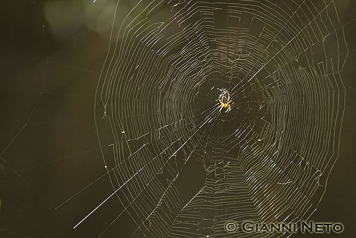 Araneus diadematus con tela