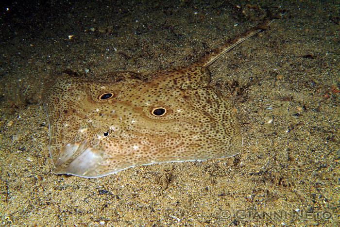 Raja miraletus e Raja polystigma