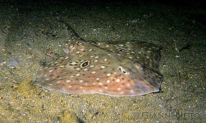 Raja miraletus e Raja polystigma