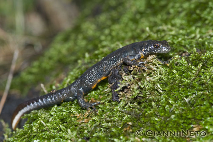 Tritone crestato - Triturus carnifex