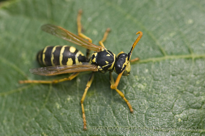 Maschio di Polistes