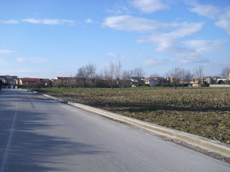 Volpe in pieno centro urbano - Spettacolo spiacevole
