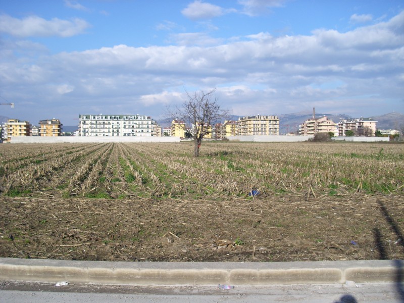 Volpe in pieno centro urbano - Spettacolo spiacevole