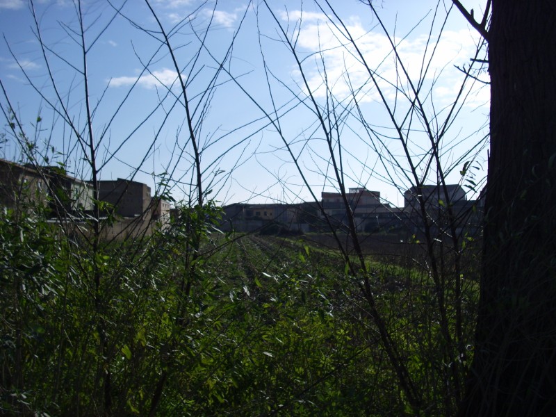 Volpe in pieno centro urbano - Spettacolo spiacevole