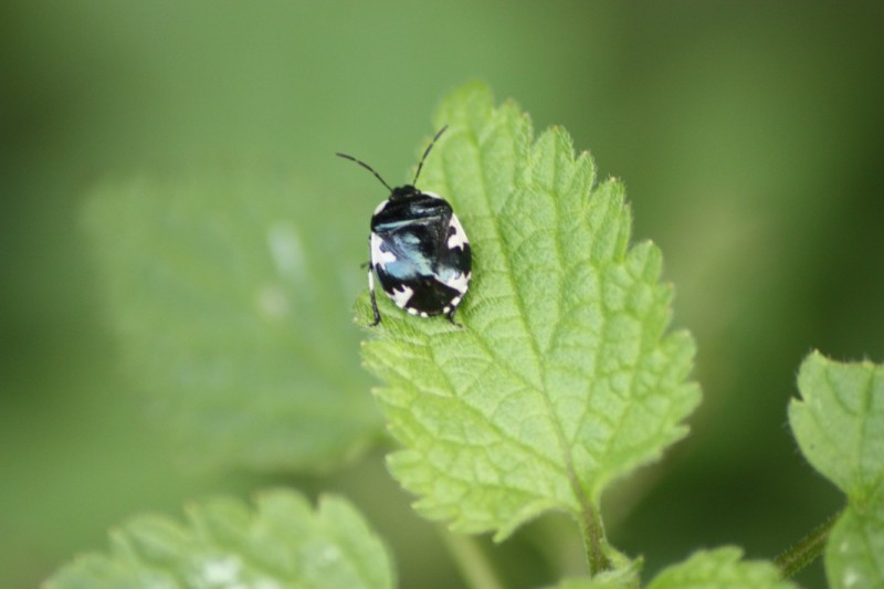 Cydnidae: Tritomegas rotundipennis (Dohrn, 1862)