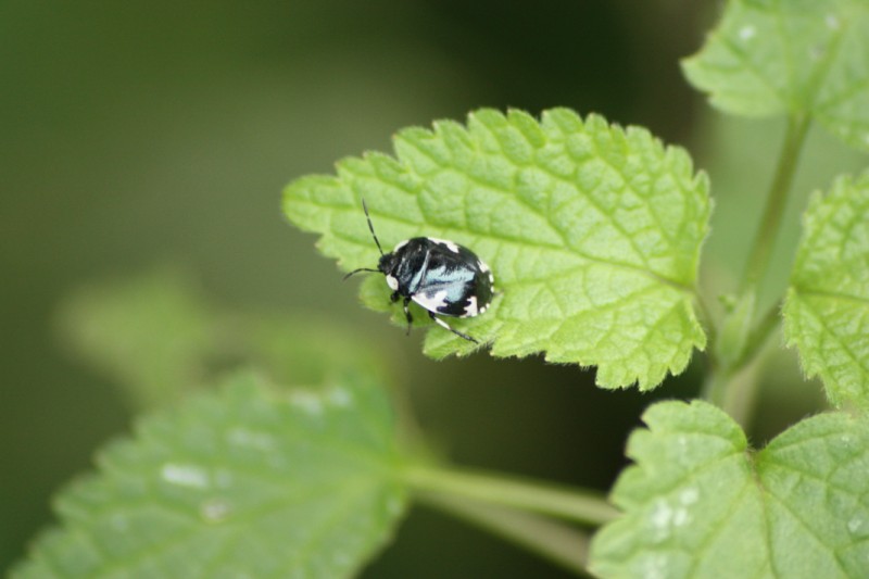 Cydnidae: Tritomegas rotundipennis (Dohrn, 1862)