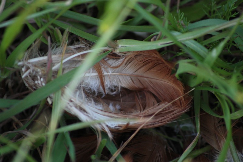 Da identificare- Gallina