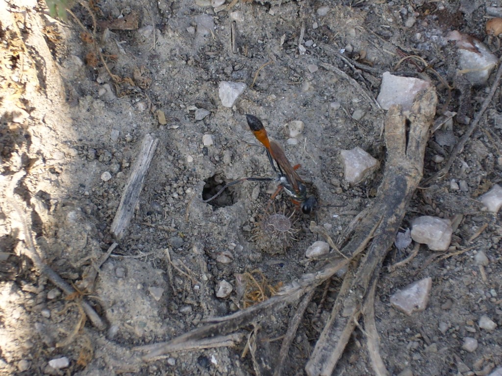 Cure parentali prenatali: Ammophila heydeni heydeni