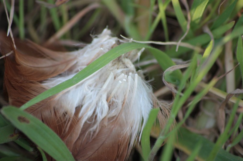 Da identificare- Gallina