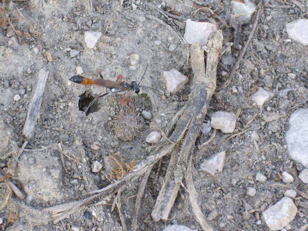 Cure parentali prenatali: Ammophila heydeni heydeni