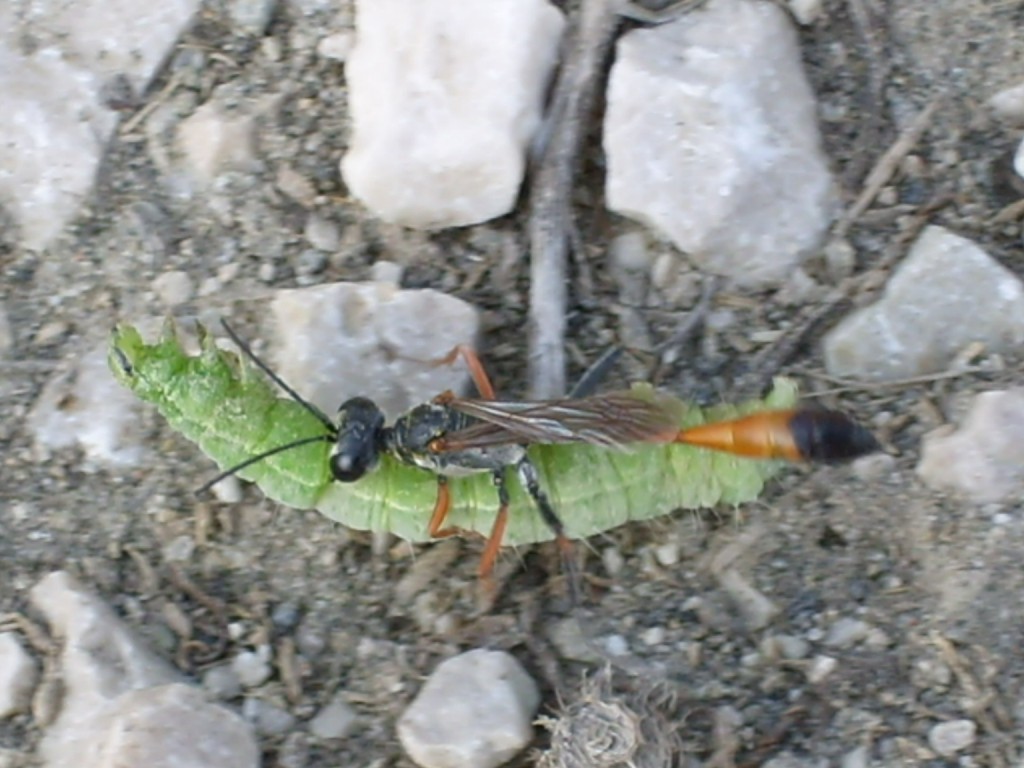 Cure parentali prenatali: Ammophila heydeni heydeni