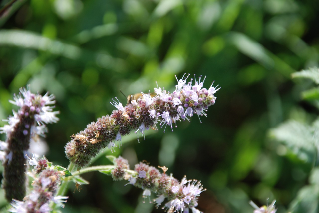 Mentha...spicata