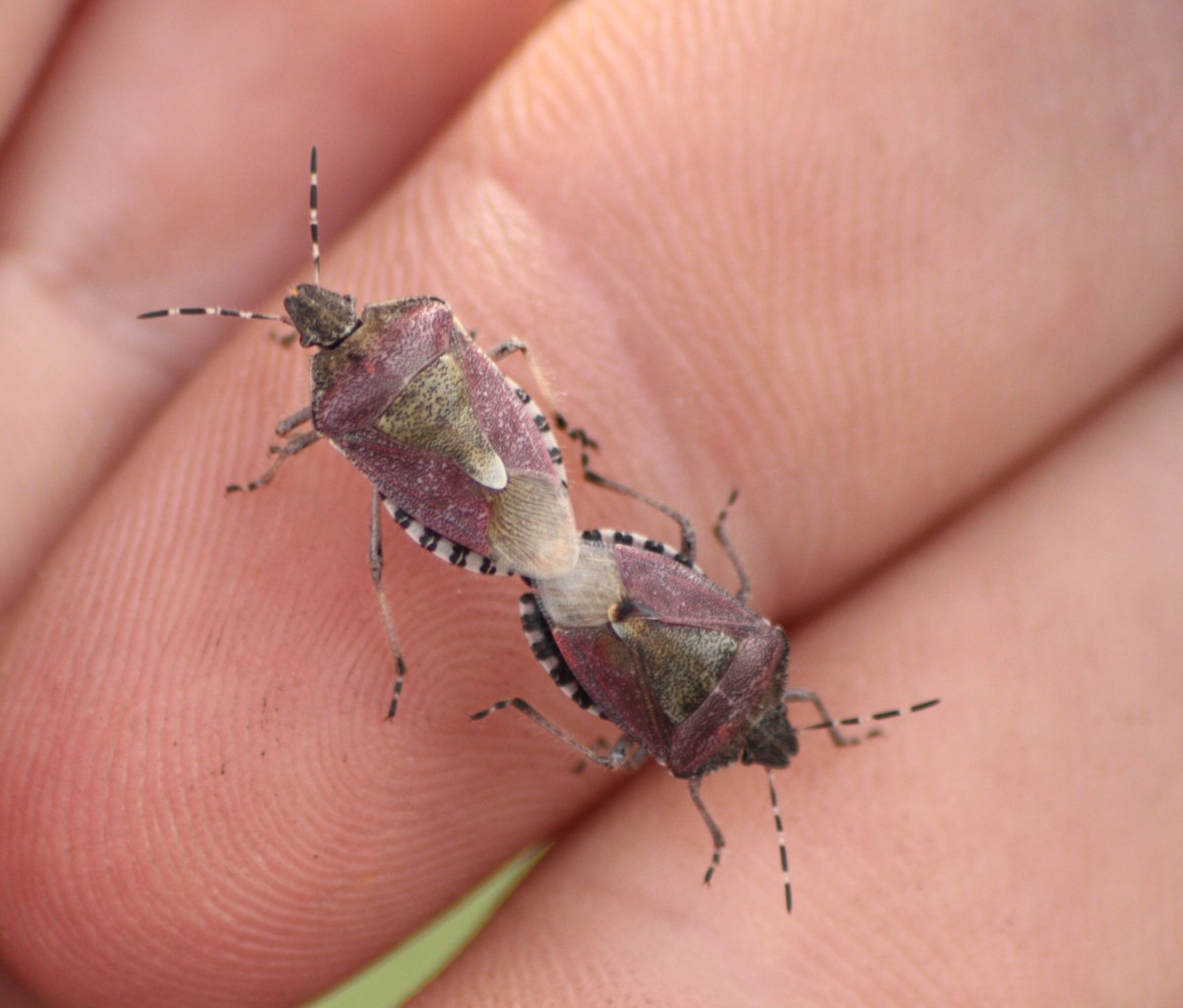 Dolycoris baccarum in accoppiamento