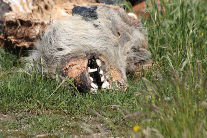 Carcassa cinghiale