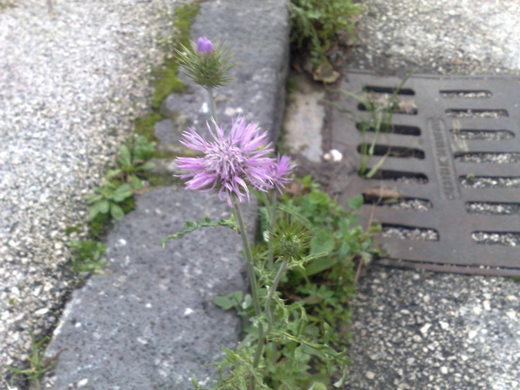 Galactites tomentosus / Scarlina