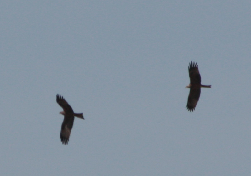 Rapace bello grosso [Nibbio bruno]