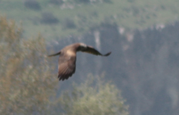 Rapace bello grosso [Nibbio bruno]