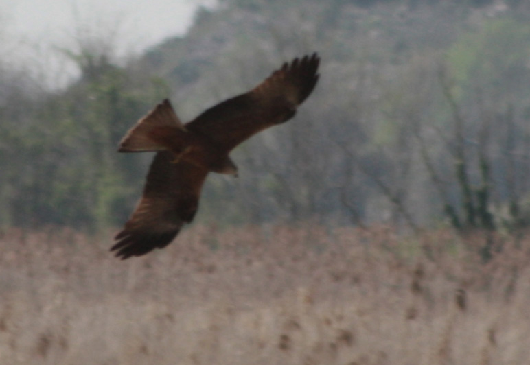 Rapace bello grosso [Nibbio bruno]