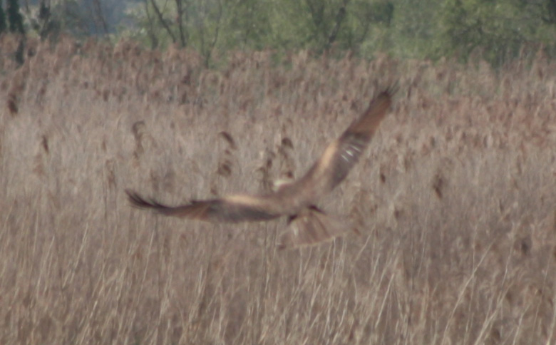 Rapace bello grosso [Nibbio bruno]